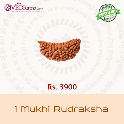 1 mukhi rudraksha
